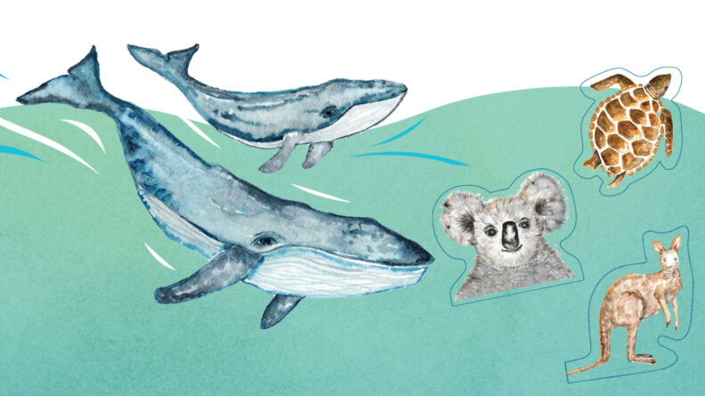 Straddie whale trail website header image - reborn - digital creative agency in sydney